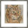 Ginger Tabby Cat With Black And White Whiskers Framed Print