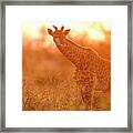 Giraffe Juvenile At Sunset Framed Print