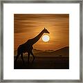 Giraffe On Sunset Framed Print