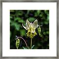 Glacier Lily Framed Print