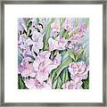 Gladiolus Framed Print