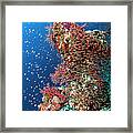 Glass Fishes Around Soft Corals Framed Print