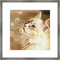 Glowing Kitten Framed Print