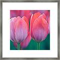 Glowing Pink Tulips Framed Print