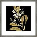 Gold Botanical V On Black Framed Print