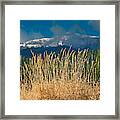 Gold Grass Snowy Peak Framed Print