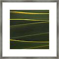 Gold Line Framed Print