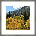 Golden Aspens On The Road To Marble Colorado Framed Print