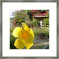 Golden Dew Framed Print