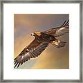 Golden Eagle Flying In Golden Light Framed Print