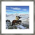 Golden Eagle Hunter Riding In Altai Framed Print