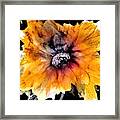 Golden Flower On Black Framed Print