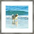 - Golden Retriever - Rye Beach Nh Framed Print