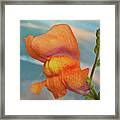 Golden Snapdragon Framed Print