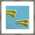 Gomphonema Algae Framed Print