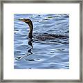 Good Morning Mr. Turtle Said The Great Cormorant Framed Print