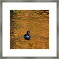 Goose Swimming In Autumn Colors Framed Print