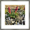 Grand Junction Wildflowers Framed Print