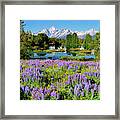 Grand Teton Lovely Lupines Framed Print