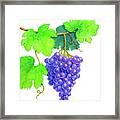 Grapes On Vine Framed Print