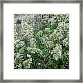 Green Grasses In Bloom Framed Print