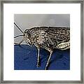 Grasshopper Macro Framed Print