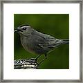 Gray Cat Bird Cawing Framed Print