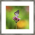 Gray Hairstreak Butterfly In Summer Framed Print