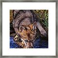 Gray Wolf Pup Endangered Species Wildlife Rescue Framed Print