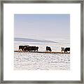 Grazing Cattle In Winter In Alberta Framed Print