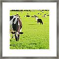 Grazing Cows Framed Print