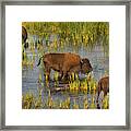 Grazing In The Slough Creek Marsh Framed Print