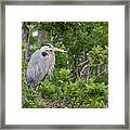 Great Blue Guarding The Nest Framed Print