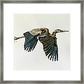 Great Blue Heron Acrylic Ink 4 Framed Print