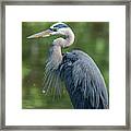 Great Blue Heron After Preening Dmsb0157 Framed Print