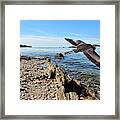 Great Blue Heron At Bailey Island Framed Print