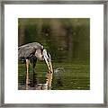 Great Blue Heron Fishing Framed Print