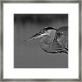 Great Blue Heron In Black And White Framed Print