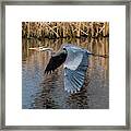 Great Blue Heron In Flight Framed Print
