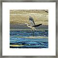 Great Blue Heron Landing On Rosemary Lake At Sunset Framed Print