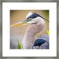 Great Blue Heron Portrait Framed Print