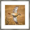 Great Catch Framed Print