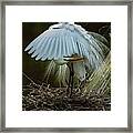 Great Egret Beauty Framed Print