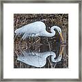 Great Egret In Breeding Plumage Dmsb0154 Framed Print