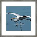 Great Egret Flying With Fish Framed Print