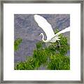 Great Egret Taking Off Framed Print