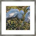 Great Egrets Precious Moment Framed Print