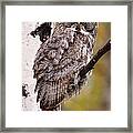 Great Grey Owl Strix Nebulosa, Perching Framed Print