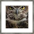 Great Horned Owl Framed Print