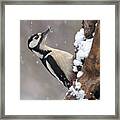 Great Spotted Woodpecker And First Snow Framed Print